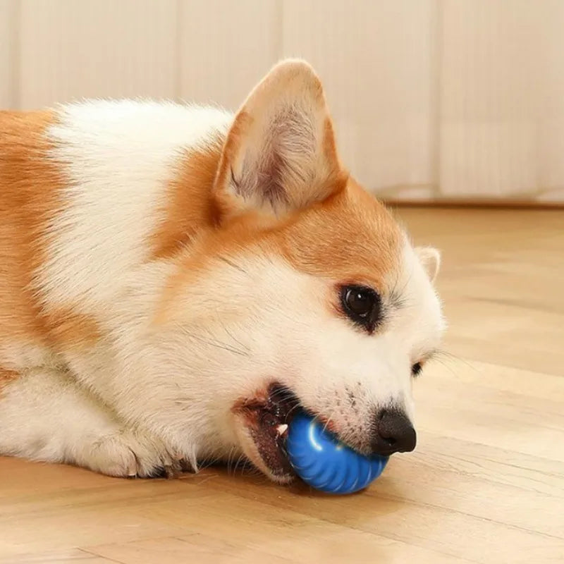 DogPlay SmartBall כדור הצעצוע המושלם